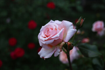 Fresh pale pink rose blooms in the summer garden.