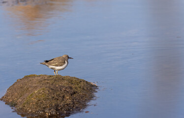 Sandpiper Along the Salt River Arizona in Winter