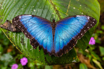 Beautiful close up view of the electric blue morpho butterfly in Costa Rica