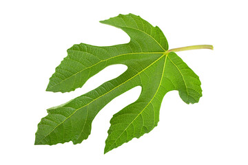 Purple fig leaf closeup
