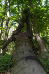 Nature creates a geometric form of a tree