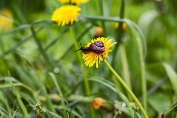 garden snail on a yellow dandelion in summer