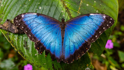 Beautiful close up view of the electric blue morpho butterfly in Costa Rica