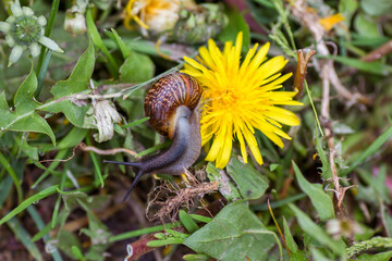 garden snail on a yellow dandelion in summer