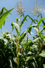 Corn plants in the corn field An economic crop.