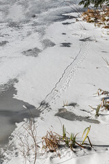 Tracks the I believe are Beaver, move along the shoreline and into the hole in the ice.  Nathaniel Cole Park in Harpursville in Broome County in Upstate NY.  