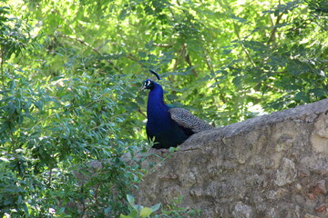 Peacock on a wall in Portugal