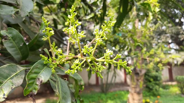 Mango flower blossom, Aam ka Manzar. inflorescence and immature fruits of an 'Alphonso' mango tree. Mango is also known as king of fruits. Close up of mango tree leaves with blooming little flowers.