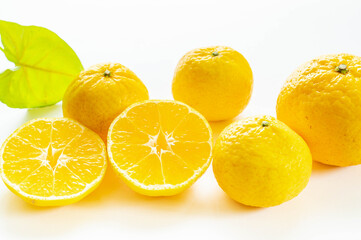 春のみかん　媛小春