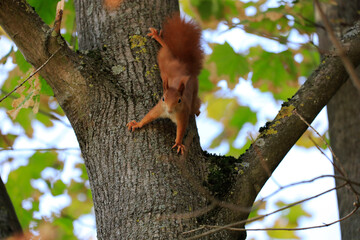 A red squirrel on a tree