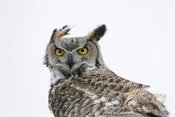 Eagle Owl (bubo bubo) is looking in the camera