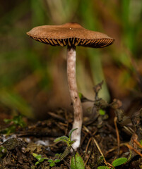 small brown mushroom in forest undergrowth