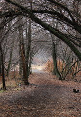 autumn in the forest