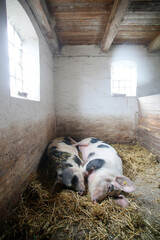 Two Pigs in a stallion, Samso Island, Denmark, Europe