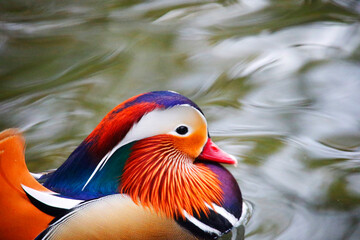 A Mandarin Duck in a Park, Heilbronn, Germany