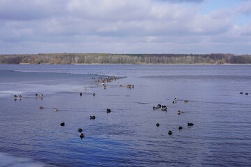 Sonnige Panoramalandschaft der Havel im Winter mit vielen verschiedenen Wasservögeln an und auf einer Eisfläche