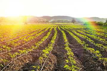 Soft focus in the morning of Lettuce agriculture farm nature landscape with mountain on background and rainbow