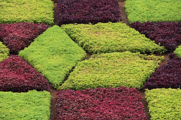 Pattern plants botanical garden on Madeira Portugal