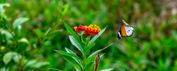 Blurry Flying Plain tiger or African monarch butterfly (Danaus chrysippus) in yellow and red flower habitat background. Beautiful Butterfly Portrait Backround © Bill