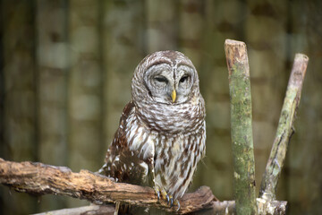 Barred Owl in Florida 