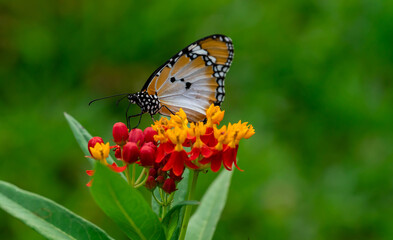 Macro shot of  Plain tiger or African monarch butterfly (Danaus chrysippus) in yellow and red flower habitat background. Beautiful Butterfly Portrait Backround