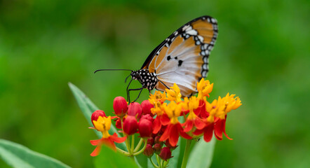 Macro shot of  Plain tiger or African monarch butterfly (Danaus chrysippus) in yellow and red flower habitat background. Beautiful Butterfly Portrait Backround