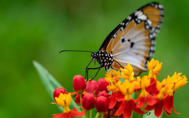 Naklejka premium Macro shot of Plain tiger or African monarch butterfly (Danaus chrysippus) in yellow and red flower habitat background. Beautiful Butterfly Portrait Backround