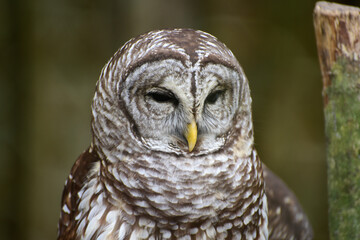 Barred Owl in Florida 
