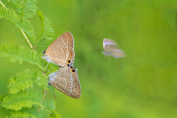 butterfly on a green leaf