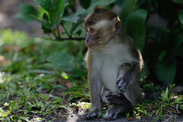 green macaque sitting on the ground in rainforest of Borneo