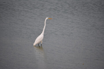 Egret Standing and Looking for Fish