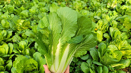 Winter Grown cabbage, Seasoned cabbage, Chinese cabbage, 얼갈이배추