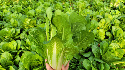 Winter Grown cabbage, Seasoned cabbage, Chinese cabbage, 얼갈이배추