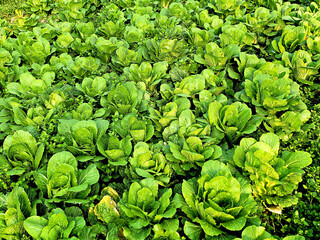 Winter Grown cabbage, Seasoned cabbage, Chinese cabbage, 얼갈이배추