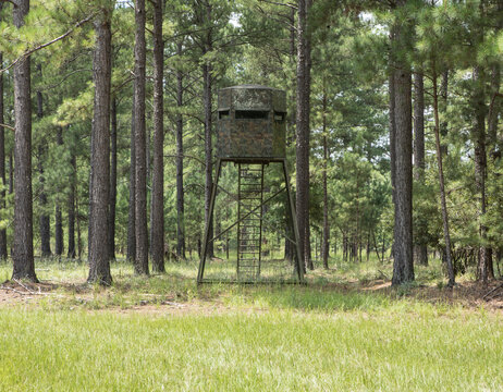A high deer stand in pine forest for either photography or hunting.