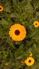 Fototapeta premium Yellow false sunflower in a garden 
