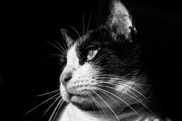 black and white cat