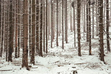 spruce tree forest in winter