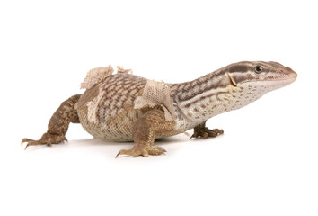 Spiny-tailed Monitor