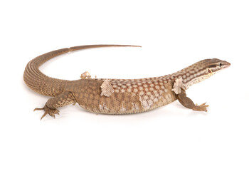 Naklejka premium Spiny-tailed Monitor