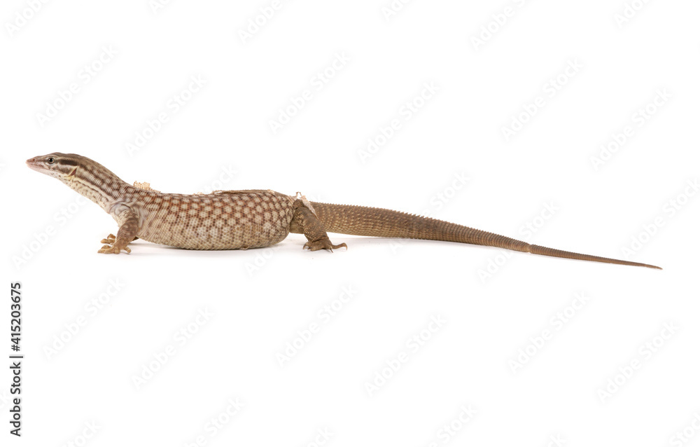 Wall mural spiny-tailed monitor