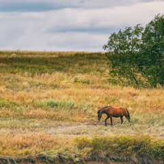 Naklejka na ściany i meble Red beautiful horse grazing alone in meadow