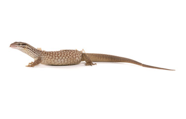 Spiny-tailed Monitor