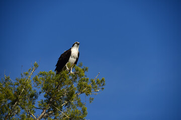 Fischadler – Osprey in Florida