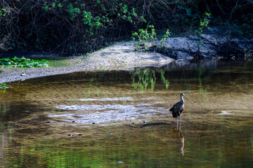 Bird in a swamp