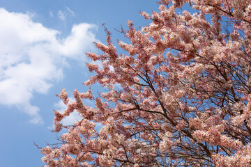 Cassia bakeriana Craib, beautiful flower blossom on tree with blue sky background