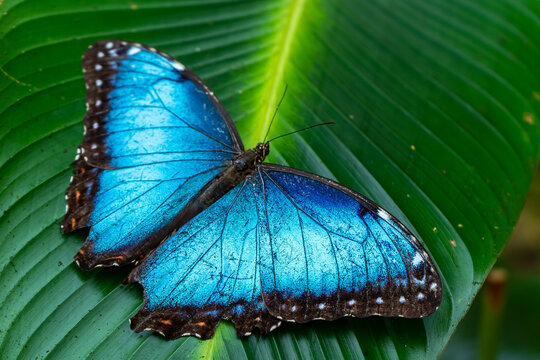 Fototapeta Beautiful close up view of the electric blue morpho butterfly in Costa Rica