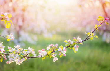 pink and white apple flowers in sunlight outdoor