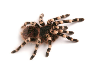 Brazilian whiteknee tarantula
