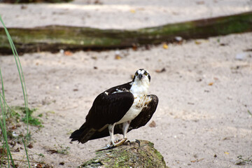 Fischadler – Osprey in Florida